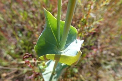 <i>Blackstonia perfoliata</i>