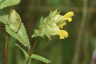 <i>Rhinanthus minor</i>