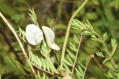 <i>Vicia lutea</i>
