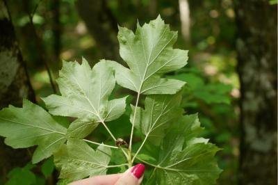 <i>Torminalis glaberrima</i>