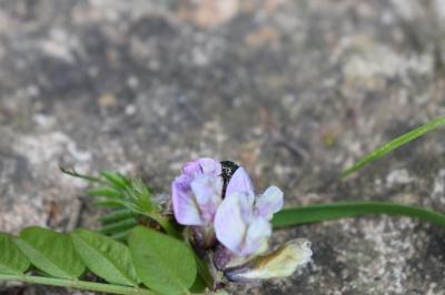 <i>Vicia sepium</i>