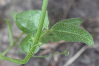 <i>Vicia sepium</i>