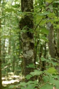 <i>Torminalis glaberrima</i>