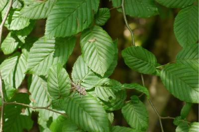 <i>Carpinus betulus</i>