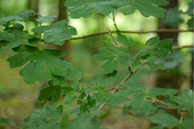 <i>Acer campestre</i>