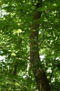<i>Carpinus betulus</i>