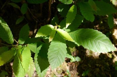 <i>Castanea sativa</i>