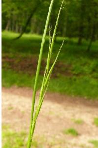 <i>Brachypodium sylvaticum</i>