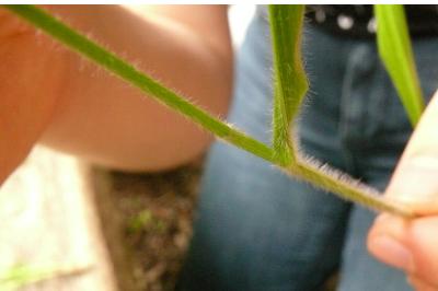 <i>Brachypodium sylvaticum</i>