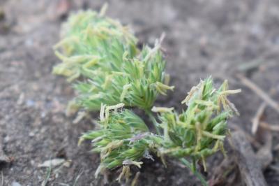 <i>Dactylis glomerata</i>