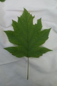 <i>Torminalis glaberrima</i>