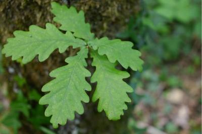 <i>Quercus petraea</i>