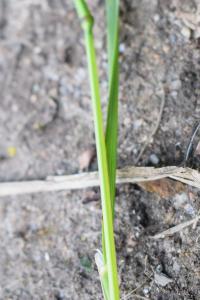 <i>Dactylis glomerata</i>