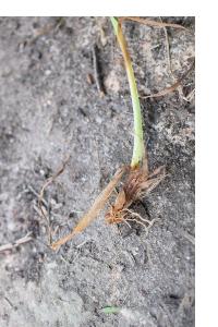 <i>Dactylis glomerata</i>