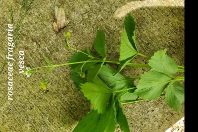 <i>Fragaria vesca</i>