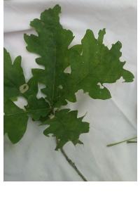 <i>Quercus robur</i>