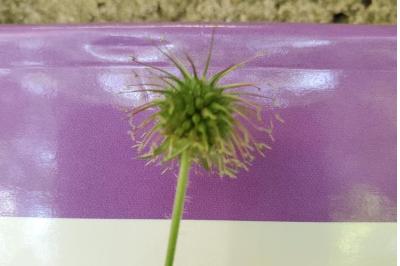 <i>Geum urbanum</i>