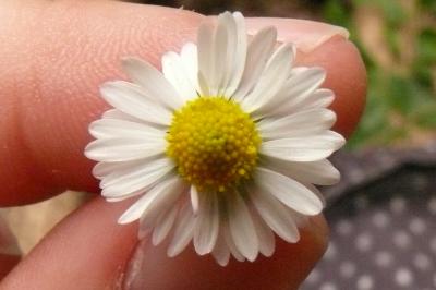 <i>Bellis perennis</i>