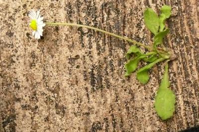 <i>Bellis perennis</i>