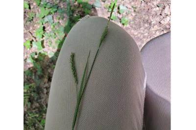 <i>Carex sylvatica</i>