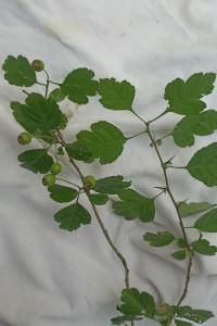 <i>Crataegus laevigata</i>