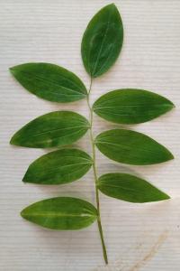 <i>Polygonatum multiflorum</i>