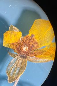 <i>Helianthemum nummularium</i>