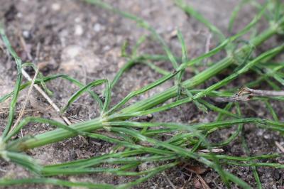 <i>Equisetum arvense</i>