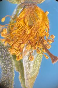 <i>Helianthemum nummularium</i>