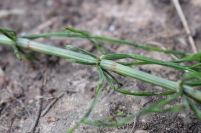 <i>Equisetum arvense</i>