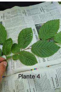 <i>Carpinus betulus</i>