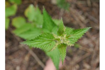 <i>Urtica dioica</i>