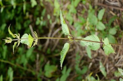 <i>Urtica dioica</i>