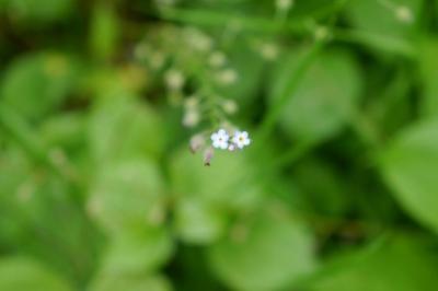 <i>Myosotis arvensis</i>