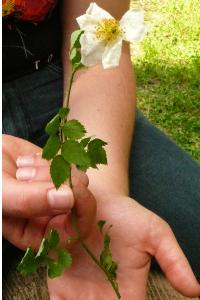 <i>Rosa arvensis</i>