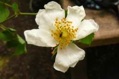 <i>Rosa arvensis</i>