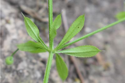 <i>Galium aparine</i>