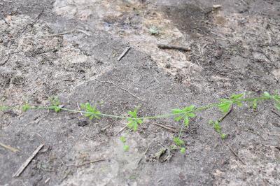 <i>Galium aparine</i>