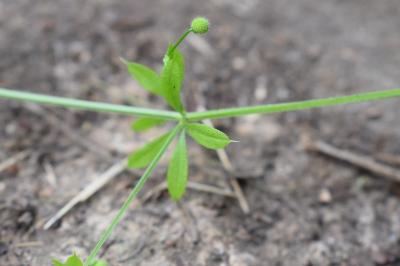 <i>Galium aparine</i>