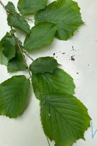 <i>Corylus avellana</i>