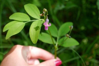 <i>Lathyrus linifolius</i>