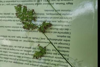 <i>Dactylis glomerata</i>