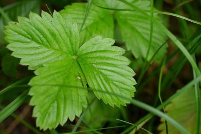 <i>Fragaria vesca</i>