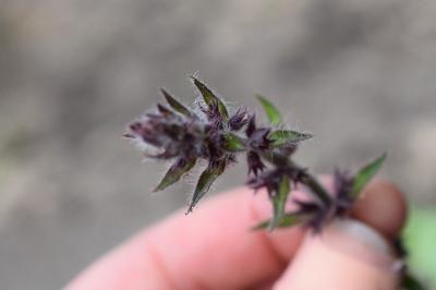 <i>Stachys sylvatica</i>