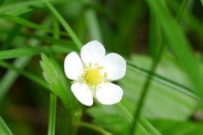 <i>Fragaria vesca</i>
