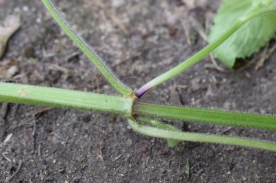 <i>Stachys sylvatica</i>