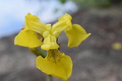 <i>Iris pseudacorus</i>