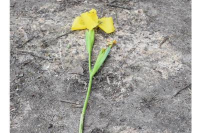 <i>Iris pseudacorus</i>