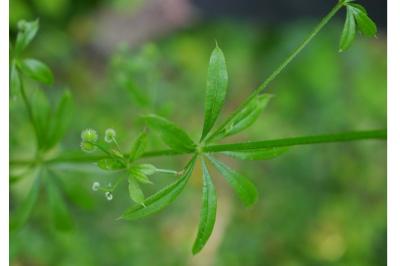 <i>Galium aparine</i>