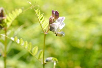 <i>Vicia sepium</i>